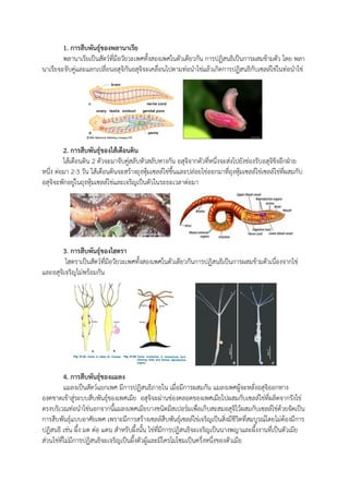 1. การสืบพันธุ์ของพลานาเรีย
พลานาเรียเป็นสัตว์ที่มีอวัยวะเพศทั้งสองเพศในตัวเดียวกัน การปฏิสนธิเป็นการผสมข้ามตัว โดย พลา
นาเรียจะจับคู่และแลกเปลี่ยนอสุจิกันอสุจิจะเคลื่อนไปตามท่อนาไข่แล้วเกิดการปฏิสนธิกับเซลล์ไข่ในท่อนาไข่
2. การสืบพันธุ์ของไส้เดือนดิน
ไส้เดือนดิน 2 ตัวจะมาจับคู่สลับหัวสลับหางกัน อสุจิจากตัวที่หนึ่งจะส่งไปยังช่องรับอสุจิขิงอีกฝ่าย
หนึ่ง ต่อมา 2-3 วัน ไส้เดือนดินจะสร้างถุงหุ้มเซลล์ไข่ขึ้นและปล่อยไข่ออกมาที่ถุงหุ้มเซลล์ไข่เซลล์ไข่ที่ผสมกับ
อสุจิจะพักอยู่ในถุงหุ้มเซลล์ไข่และเจริญเป็นตัวในระยะเวลาต่อมา
3. การสืบพันธุ์ของไฮดรา
ไฮดราเป็นสัตว์ที่มีอวัยวะเพศทั้งสองเพศในตัวเดียวกันการปฏิสนธิเป็นการผสมข้ามตัวเนื่องจากไข่
และอสุจิเจริญไม่พร้อมกัน
4. การสืบพันธุ์ของแมลง
แมลงเป็นสัตว์แยกเพศ มีการปฏิสนธิภายใน เมื่อมีการผสมกัน แมลงเพศผู้จะหลั่งอสุจิออกทาง
องคชาตเข้าสู่ระบบสืบพันธุ์ของเพศเมีย อสุจิจะผ่านช่องคลอดของเพศเมียไปผสมกับเซลล์ไข่ที่ผลิตจากรังไข่
ตรงบริเวณท่อนาไข่นอกจากนี้แมลงเพศเมียบางชนิดมีสเปอร์มเพื่อเก็บสะสมอสุจิไว้ผสมกับเซลล์ไข่ด้วยจัดเป็น
การสืบพันธุ์แบบอาศัยเพศ เพราะมีการสร้างเซลล์สืบพันธุ์เซลล์ไข่เจริญเป็นสิ่งมีชีวิตที่สมบูรณ์โดยไม่ต้องมีการ
ปฏิสนธิ เช่น ผึ้ง มด ต่อ แตน สาหรับผึ้งนั้น ไข่ที่มีการปฏิสนธิจะเจริญเป็นนางพญาและผึ้งงานที่เป็นตัวเมีย
ส่วนไข่ที่ไม่มีการปฏิสนธิจะเจริญเป็นผึ้งตัวผู้และมีโครโมโซมเป็นครึ่งหนึ่งของตัวเมีย
 