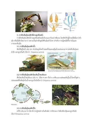 5. การสืบพันธุ์ของสัตว์มีกระดูกสันหลัง
การสืบพันธุ์ของสัตว์มีกระดูกสันหลังจะมีอวัยวะแยกกันอย่างชัดเจน โดยสัตว์ตัวผู้มักจะมีสีเข้มกว่าตัว
เมีย หรือมีเสียงไพเราะกว่า เพราะเป็นฝ่ายดึงดูดให้ตัวเมียเข้าไปหา สาหรับการปฏิสนธิมีทั้งภายในและ
ภายนอกตัวเมีย
5.1 การสืบพันธุ์ของสัตว์น้า
สัตว์ที่อยู่ในน้า เช่น ปลา ส่วนใหญ่เมื่อสร้างเซลล์ไข่และอสุจิแล้วจะส่งออกมาทางท่อสืบพันธุ์นอก
ลาตัว ออกลูกเป็นตัว เรียกว่า Oviparous animal
5.2 การสืบพันธุ์ของสัตว์สะเทินน้าสะเทินบก
สัตว์สะเทินน้าสะเทินบก เช่น กบ เขียด คางคก อึ่งอ่าง อาศัยบนบกแต่ผสมพันธุ์ในน้าโดยทั้งคู่ต่าง
ปล่อยเซลล์สืบพันธุ์ลงในน้าออกลูกเป็นไข่เรียกว่า Oviparous animal
5.3 การสืบพันธุ์ของสัตว์ปีก
ตว์ปีก เช่น นก ไก่ เป็ด มีการปฏิสนธิภายในตัวเมีย วางไข่บนบก ไข่มีเปลือกหุ้มออกลูกเป็นไข่
เรียกว่าOviparous animal
 