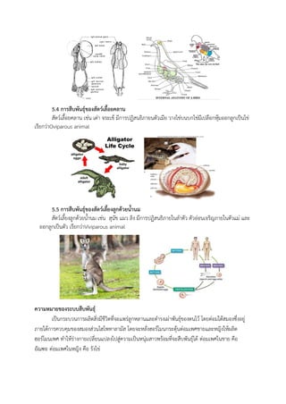 5.4 การสืบพันธุ์ของสัตว์เลือยคลาน
สัตว์เลื้อยคลาน เช่น เต่า จระเข้ มีการปฏิสนธิภายนตัวเมีย วางไข่บนบกไข่มีเปลือกหุ้มออกลูกเป็นไข่
เรียกว่าOviparous animal
5.5 การสืบพันธุ์ของสัตว์เลียงลูกด้วยน้านม
สัตว์เลี้ยงลูกด้วยน้านม เช่น สุนัข แมว ลิง มีการปฏิสนธิภายในลาตัว ตัวอ่อนเจริญภายในตัวแม่ และ
ออกลูกเป็นตัว เรียกว่าViviparous animal
ความหมายของระบบสืบพันธุ์
เป็นกระบวนการผลิตสิ่งมีชีวิตที่จะแพร่ลูกหลานและดารงเผ่าพันธุ์ของตนไว้ โดยต่อมใต้สมองซึ่งอยู่
ภายใต้การควบคุมของสมองส่วนไฮโพทาลามัส โดยจะหลั่งฮอร์โมนกระตุ้นต่อมเพศชายและหญิงให้ผลิต
ฮอร์โมนเพศ ทาให้ร่างกายเปลี่ยนแปลงไปสู่ความเป็นหนุ่มสาวพร้อมที่จะสืบพันธุ์ได้ ต่อมเพศในชาย คือ
อัณฑะ ต่อมเพศในหญิง คือ รังไข่
 