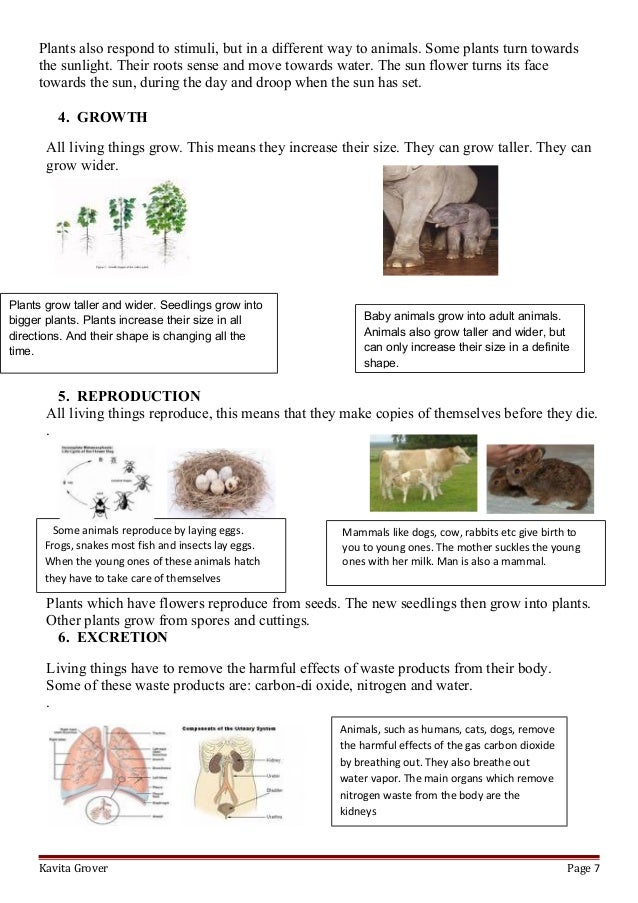 Lesson Plan And Worksheets On Characteristics Of Living Lhings