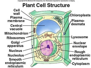 Comprehensive Overview of Cell Structure and Function in Biology | PPT