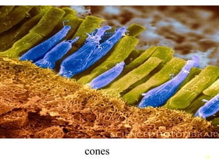 Comprehensive Study of Cell Structure, Types, and Functions in Biology ...