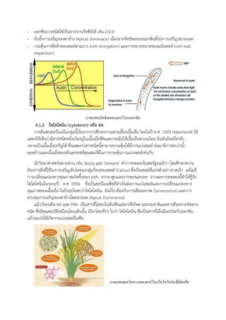 - ออกซินบางชนิดใช้เป็นยาปราบวัชพืชได้ เช่น 2,4-D
- ยับยังการเจริญของตาข้าง (Apical dominace) เนื่องจากอิทธิพลของออกซินที่เร่งการเจริญปลายยอด
- กระตุ้นการยืดตัวของเซลล์ตามยาว (cell elongation) และการขยายขนาดของผนังเซลล์ (cell wall
expansion)
4.1.2 ไซโทไคนิน (cytokinin) หรือ BA
การค้นพบฮอร์โมนในกลุ่มนีเริ่มจากการศึกษาการเพาะเลียงเนือเยื่อ โดยในปี ค.ศ. 1920 Haberlandt ได้
แสดงให้เห็นว่ามีสารชนิดหนึ่งเกิดอยู่ในเนือเยื่อพืชและกระตุ้นให้เนือเยื่อพาเรนไคมาในหัวมันฝรั่งกลับ
กลายเป็นเนือเยื่อเจริญได้ ซึ่งแสดงว่าสารชนิดนีสามารถกระตุ้นให้มีการแบ่งเซลล์ ต่อมามีการพบว่าน้า
มะพร้าวและเนือเยื่อของหัวแครอทมีคุณสมบัติในการกระตุ้นการแบ่งเซลล์เช่นกัน
นักวิทยาศาสตร์หลายท่าน เช่น Skoog และ Steward ท้าการทดลองในสหรัฐอเมริกา โดยศึกษาความ
ต้องการสิ่งที่ใช้ในการเจริญเติบโตของกลุ่มก้อนของเซลล์ (Callus) ซึ่งเป็นเซลล์ที่แบ่งตัวอย่างรวดเร็ว แต่ไม่มี
การเปลี่ยนแปลงทางคุณภาพเกิดขึนของ pith จากยาสูบและรากของแครอท จากผลการทดลองนีท้าให้รู้จัก
ไซโตไคนินในระยะปี ค.ศ. 1950 ซึ่งเป็นฮอร์โมนพืชที่จ้าเป็นต่อการแบ่งเซลล์และการเปลี่ยนแปลงทาง
คุณภาพของเนือเยื่อ ในปัจจุบันพบว่าไซโตไคนิน ยังเกี่ยวข้องกับการเสื่อมสภาพ (Senescence) และการ
ควบคุมการเจริญของตาข้างโดยตายอด (Apical Dominance)
แม้ว่าไคเนติน BA และ PBA เป็นสารที่ไม่พบในต้นพืชแต่สารที่เกิดตามธรรมชาติและสารสังเคราะห์หลาย
ชนิด ซึ่งมีคุณสมบัติเหมือนไคเนตินนัน เรียกโดยทั่วๆ ไปว่า ไซโตไคนิน ซึ่งเป็นสารที่เมื่อมีผลร่วมกับออกซิน
แล้วจะเร่งให้เกิดการแบ่งเซลล์ในพืช
ภาพแสดงอิทธิพลของฮอร์โมนออกซิน
ภาพแสดงผลโดยรวมของฮอร์โมนไซโทไคนินที่มีต่อพืช
 