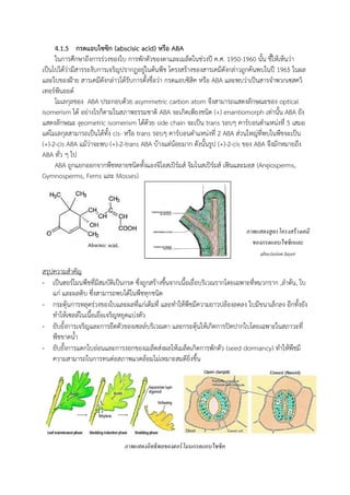 4.1.5 กรดแอบไซซิก (abscisic acid) หรือ ABA
ในการศึกษาถึงการร่วงของใบ การพักตัวของตาและเมล็ดในช่วงปี ค.ศ. 1950-1960 นัน ชีให้เห็นว่า
เป็นไปได้ว่ามีสารระงับการเจริญปรากฏอยู่ในต้นพืช โครงสร้างของสารเคมีดังกล่าวถูกค้นพบในปี 1965 ในผล
และใบของฝ้าย สารเคมีดังกล่าวได้รับการตังชื่อว่า กรดแอบซิสิค หรือ ABA และพบว่าเป็นสารจ้าพวกเซสควิ
เทอร์พีนอยด์
โมเลกุลของ ABA ประกอบด้วย asymmetric carbon atom จึงสามารถแสดงลักษณะของ optical
isomerism ได้ อย่างไรก็ตามในสภาพธรรมชาติ ABA จะเกิดเพียงชนิด (+) enantiomorph เท่านัน ABA ยัง
แสดงลักษณะ geometric isomerism ได้ด้วย side chain จะเป็น trans รอบๆ คาร์บอนต้าแหน่งที่ 5 เสมอ
แต่โมเลกุลสามารถเป็นได้ทัง cis- หรือ trans รอบๆ คาร์บอนต้าแหน่งที่ 2 ABA ส่วนใหญ่ที่พบในพืชจะเป็น
(+)-2-cis ABA แม้ว่าจะพบ (+)-2-trans ABA บ้างแต่น้อยมาก ดังนันรูป (+)-2-cis ของ ABA จึงมักหมายถึง
ABA ทั่ว ๆ ไป
ABA ถูกแยกออกจากพืชหลายชนิดทังแองจิโอสเปิร์มส์ จิมโนสเปิร์มส์ เฟินและมอส (Angiosperms,
Gymnosperms, Ferns และ Mosses)
สรุปความส้าคัญ
- เป็นฮอร์โมนพืชที่มีสมบัติเป็นกรด ซึ่งถูกสร้างขึนจากเนือเยื่อบริเวณรากโดยเฉพาะที่หมวกราก ,ล้าต้น, ใบ
แก่ และผลดิบ ซึ่งสามารถพบได้ในพืชทุกชนิด
- กระตุ้นการหลุดร่วงของใบและผลที่แก่เต็มที่ และท้าให้พืชมีความยาวปล้องลดลง ใบมีขนาเล็กลง อีกทังยัง
ท้าให้เซลล์ในเนือเยื่อเจริญหยุดแบ่งตัว
- ยับยังการเจริญและการยืดตัวของเซลล์บริเวณตา และกระตุ้นให้เกิดการปิดปากใบโดยเฉพาะในสภาวะที่
พืชขาดน้า
- ยับยังการแตกใบอ่อนและการงอกของเมล็ดส่งผลให้เมล็ดเกิดการพักตัว (seed dormancy) ท้าให้พืชมี
ความสามารถในการทนต่อสภาพแวดล้อมไม่เหมาะสมดียิ่งขึน
ภาพแสดงอิทธิพลของฮอร์โมนกรดแอบไซซิค
ภาพแสดงสูตรโครงสร้างเคมี
ของกรดแอบไซซิกและ
abscission layer
 