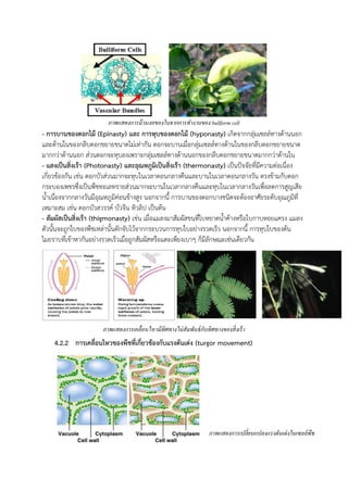 ภาพแสดงการม้วนงอของใบจากการทางานของ bullform cell
- การบานของดอกไม้ (Epinasty) และ การหุบของดอกไม้ (hyponasty) เกิดจากกลุ่มเซลล์ทางด้านนอก
และด้านในของกลีบดอกขยายขนาดไม่เท่ากัน ดอกจะบานเมื่อกลุ่มเซลล์ทางด้านในของกลีบดอกขยายขนาด
มากกว่าด้านนอก ส่วนดอกจะหุบลงเพราะกลุ่มเซลล์ทางด้านนอกของกลีบดอกขยายขนาดมากกว่าด้านใน
- แสงเป็นสิ่งเร้า (Photonasty) และอุณหภูมิเป็นสิ่งเร้า (thermonasty) เป็นปัจจัยที่มีความต่อเนื่อง
เกี่ยวข้องกัน เช่น ดอกบัวส่วนมากจะหุบในเวลาตอนกลางคืนและบานในเวลาตอนกลางวัน ตรงข้ามกับดอก
กระบองเพชรซึ่งเป็นพืชทะเลทรายส่วนมากจะบานในเวลากลางคืนและหุบในเวลากลางวันเพื่อลดการสูญเสีย
น้าเนื่องจากกลางวันมีอุณหภูมิค่อนข้างสูง นอกจากนี การบานของดอกบางชนิดจะต้องอาศัยระดับอุณภูมิที่
เหมาะสม เช่น ดอกบัวสวรรค์ บัวจีน ทิวลิป เป็นต้น
- สัมผัสเป็นสิ่งเร้า (thigmonasty) เช่น เมื่อแมลงมาสัมผัสขนที่ใบหยาดน้าค้างหรือใบกาบหอยแครง แมลง
ตัวนันจะถูกใบของพืชเหล่านันดักจับไว้จากกระบวนการหุบใบอย่างรวดเร็ว นอกจากนี การหุบใบของต้น
ไมยราบที่เข้าหากันอย่างรวดเร็วเมื่อถูกสัมผัสหรือแตะเพียงเบาๆ ก็มีลักษณะเช่นเดียวกัน
4.2.2 การเคลื่อนไหวของพืชที่เกี่ยวข้องกับแรงดันเต่ง (turgor movement)
ภาพแสดงการเคลื่อนไหวมีทิศทางไม่สัมพันธ์กับทิศทางของสิ่งเร้า
ภาพแสดงการเปลี่ยนแปลงแรงดันเต่งในเซลล์พืช
 