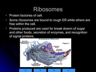 Secreted Ribosomes Interactive PowerPoint - Cells | PPT