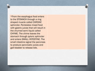 *From the esophagus food enters
to the STOMACH through a ring
shaped muscle called CARDIAC
sphincter. Peristalsis mixed food
with gastric juices that will result in
the churned semi liquid called
CHYME. The chime leaves the
stomach through pyloric sphincter
and enters SMALL INTESTINE. The
small intestine signal the pancreas
to produce pancreatic juices and
gall bladder to release bile.
 