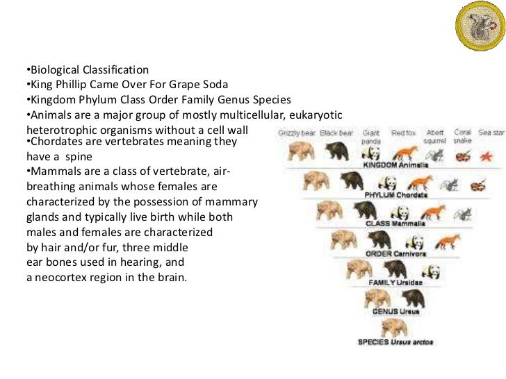 Lesson Plan Mammal Study