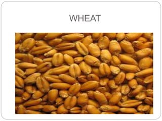 WHEAT