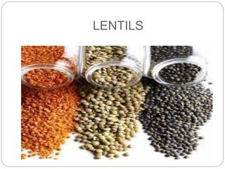LENTILS