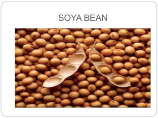 SOYA BEAN 
 