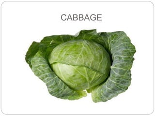 CABBAGE 
 