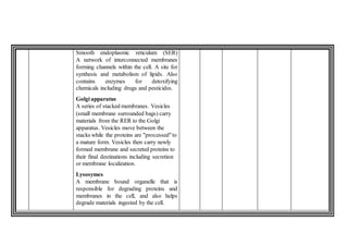 Smooth endoplasmic reticulum (SER)
A network of interconnected membranes
forming channels within the cell. A site for
synthesis and metabolism of lipids. Also
contains enzymes for detoxifying
chemicals including drugs and pesticides.
Golgiapparatus
A series of stacked membranes. Vesicles
(small membrane surrounded bags) carry
materials from the RER to the Golgi
apparatus. Vesicles move between the
stacks while the proteins are "processed"to
a mature form. Vesicles then carry newly
formed membrane and secreted proteins to
their final destinations including secretion
or membrane localization.
Lysosymes
A membrane bound organelle that is
responsible for degrading proteins and
membranes in the cell, and also helps
degrade materials ingested by the cell.
 
