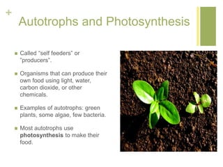 + 
Autotrophs and Photosynthesis 
 Called “self feeders” or 
”producers”. 
 Organisms that can produce their 
own food using light, water, 
carbon dioxide, or other 
chemicals. 
 Examples of autotrophs: green 
plants, some algae, few bacteria. 
 Most autotrophs use 
photosynthesis to make their 
food. 
 