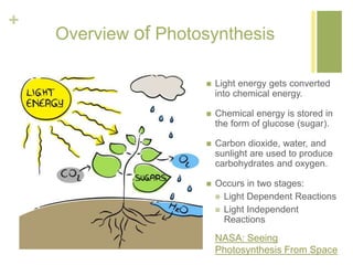 + 
Overview of Photosynthesis 
 Light energy gets converted 
into chemical energy. 
 Chemical energy is stored in 
the form of glucose (sugar). 
 Carbon dioxide, water, and 
sunlight are used to produce 
carbohydrates and oxygen. 
 Occurs in two stages: 
 Light Dependent Reactions 
 Light Independent 
Reactions 
NASA: Seeing 
Photosynthesis From Space 
 