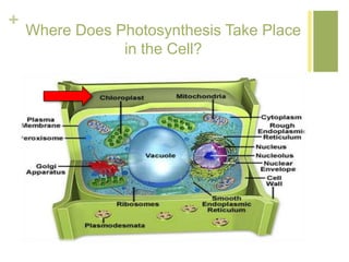 + 
Where Does Photosynthesis Take Place 
in the Cell? 
 