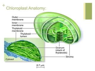 + 
Chloroplast Anatomy: 
 