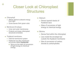 + 
Closer Look at Chloroplast 
Structures 
 Chlorophyll: 
 Allows plants to absorb energy 
from light 
 Gives leaves their green color 
 Membrane Envelope: 
 Inner and outer membranes 
 Protects and keep chloroplast 
structures enclosed. 
 Thylakoid membrane: 
 Internal membrane system 
 Flattened sac-like membrane 
structures called thylakoids 
 Serve as the sites of conversion 
of light energy to chemical 
energy. 
 Granum 
 Dense layered stacks of 
thylakoid sacs 
 Sites of conversion of light 
energy to chemical energy. 
 Stroma 
 Dense fluid within the chloroplast 
 Lies inside the envelope but 
outside the thylakoid membrane 
 Site of conversion of carbon 
dioxide to carbohydrates 
 