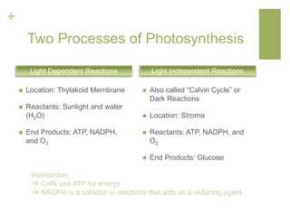 + 
Two Processes of Photosynthesis 
Light Dependent Reactions Light Independent Reactions 
 Location: Thylakoid Membrane 
 Reactants: Sunlight and water 
(H2O) 
 End Products: ATP, NADPH, 
and O2 
 Also called “Calvin Cycle” or 
Dark Reactions 
 Location: Stroma 
 Reactants: ATP, NADPH, and 
O2 
 End Products: Glucose 
Remember: 
 Cells use ATP for energy 
 NADPH is a cofactor in reactions that acts as a reducing agent 
 