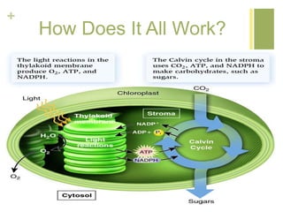 + 
How Does It All Work? 
 