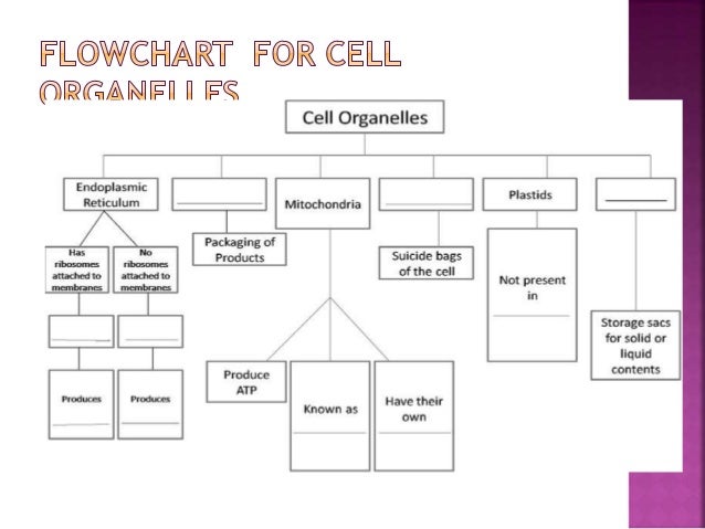 Flow Chart Of Cell Structure