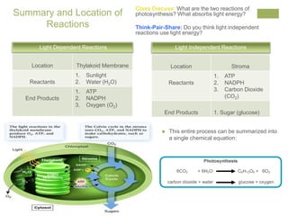 Summary and Location of 
Reactions 
Class Discuss: What are the two reactions of 
photosynthesis? What absorbs light energy? 
Think-Pair-Share: Do you think light independent 
reactions use light energy? 
Light Dependent Reactions Light Independent Reactions 
Location Thylakoid Membrane 
Reactants 
1. Sunlight 
2. Water (H2O) 
End Products 
1. ATP 
2. NADPH 
3. Oxygen (O2) 
Location Stroma 
Reactants 
1. ATP 
2. NADPH 
3. Carbon Dioxide 
(CO2) 
End Products 1. Sugar (glucose) 
 This entire process can be summarized into 
a single chemical equation: 
 