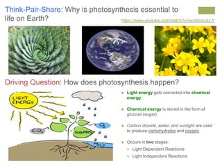 Think-Pair-Share: Why is photosynthesis essential to 
life on Earth? https://www.youtube.com/watch?v=eo5XndJaz-Y 
Driving Question: How does photosynthesis happen? 
 Light energy gets converted into chemical 
energy. 
 Chemical energy is stored in the form of 
glucose (sugar). 
 Carbon dioxide, water, and sunlight are used 
to produce carbohydrates and oxygen. 
 Occurs in two stages: 
 Light Dependent Reactions 
 Light Independent Reactions 
