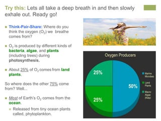 Try this: Lets all take a deep breath in and then slowly 
exhale out. Ready go! 
 Think-Pair-Share: Where do you 
think the oxygen (O2) we breathe 
comes from? 
 O2 is produced by different kinds of 
bacteria, algae, and plants 
(including trees) during 
photosynthesis. 
 About 25% of O2 comes from land 
plants. 
So where does the other 75% come 
from? Well... 
 Most of Earth’s O2 comes from the 
ocean. 
 Released from tiny ocean plants 
called, phytoplankton. 
 