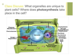 + 
Class Discuss: What organelles are unique to 
plant cells? Where does photosynthesis take 
place in the cell? 
 