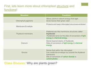 First, lets learn more about chloroplast structure and 
functions! 
Structure Functions 
Chlorophyll (pigment) 
Allows plants to absorb energy from light 
Gives leaves their green color 
Membrane Envelope 
Protects and keep chloroplast structures enclosed 
Thylakoid membrane 
Flattened sac-like membrane structures called 
thylakoids 
Thylakoids serve as the sites of conversion of light 
energy to chemical energy. 
Granum 
Dense layered stacks of thylakoids 
Sites of conversion of light energy to chemical 
energy. 
Stroma 
Dense fluid within the chloroplast 
Lies inside the envelope but outside the thylakoid 
membrane 
Site of conversion of carbon dioxide to 
carbohydrates 
Class Discuss: Why are plants green? 
 