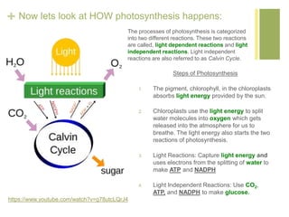 + Now lets look at HOW photosynthesis happens: 
The processes of photosynthesis is categorized 
into two different reactions. These two reactions 
are called, light dependent reactions and light 
independent reactions. Light independent 
reactions are also referred to as Calvin Cycle. 
Steps of Photosynthesis 
1. The pigment, chlorophyll, in the chloroplasts 
absorbs light energy provided by the sun. 
2. Chloroplasts use the light energy to split 
water molecules into oxygen which gets 
released into the atmosphere for us to 
breathe. The light energy also starts the two 
reactions of photosynthesis. 
3. Light Reactions: Capture light energy and 
uses electrons from the splitting of water to 
make ATP and NADPH 
4. Light Independent Reactions: Use CO2, 
ATP, and NADPH to make glucose. 
https://www.youtube.com/watch?v=g78utcLQrJ4 
 