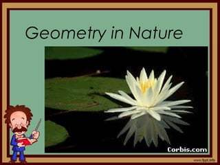 Geometry in Nature
 