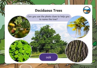 Deciduous Trees
Can you use the photo clues to help you
to name the tree?
oak
 