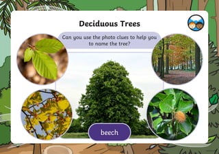 Deciduous Trees
Can you use the photo clues to help you
to name the tree?
beech
 