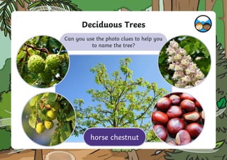 Deciduous Trees
Can you use the photo clues to help you
to name the tree?
horse chestnut
 