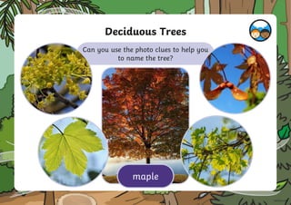 Deciduous Trees
Can you use the photo clues to help you
to name the tree?
maple
 