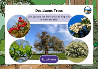 Deciduous Trees
Can you use the photo clues to help you
to name the tree?
hawthorn
 