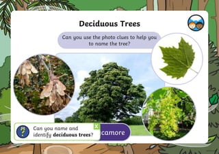 Deciduous Trees
Can you use the photo clues to help you
to name the tree?
sycamore
X
Can you name and
identify deciduous trees?
 