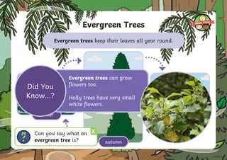 Evergreen Trees
spring
summer
autumn
winter
How are evergreen trees different to deciduous trees?
Evergreen trees can grow
flowers too.
Holly trees have very small
white flowers.
Did You
Know…?
Evergreen trees keep their leaves all year round.
X
Can you say what an
evergreen tree is?
 