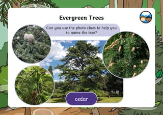 Can you use the photo clues to help you
to name the tree?
Evergreen Trees
cedar
 