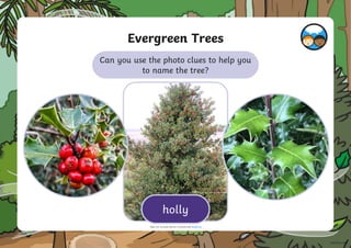 Can you use the photo clues to help you
to name the tree?
Evergreen Trees
holly
“Holly Tree” by Smabs Sputzer is licensed under CC BY 2.0
 