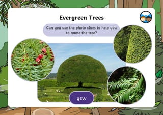 Can you use the photo clues to help you
to name the tree?
Evergreen Trees
yew
 