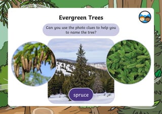 Can you use the photo clues to help you
to name the tree?
Evergreen Trees
spruce
 