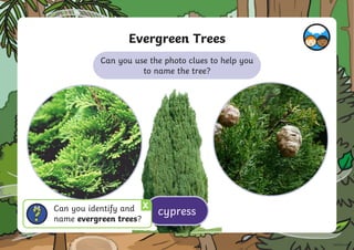 Can you use the photo clues to help you
to name the tree?
Evergreen Trees
cypress
X
Can you identify and
name evergreen trees?
 