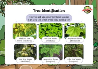 Tree Identification
We could look at different parts of the tree to help us.
Which parts of the tree do you think we could look at?
Looking at the leaves of a tree is a good way to identify it!
There are so many different types of
tree. How can we tell them apart?
oak tree leaves
(deciduous)
maple tree leaves
(deciduous)
chestnut tree
leaves (deciduous)
spruce tree leaves
(evergreen)
pear tree leaves
(deciduous)
cedar tree leaves
(evergreen)
How would you describe these leaves?
Can you tell what trees they belong to?
 