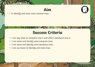 Success Criteria
Aim
• To Identify and name some common trees.
• I can say what an evergreen tree is and what a deciduous tree is.
• I can name and identify some evergreen trees.
• I can name and identify some deciduous trees.
• I can use leaves to identify and name trees.
 