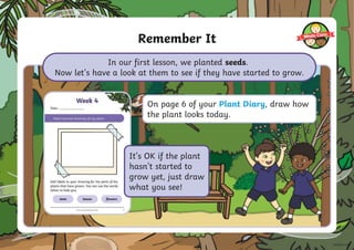 Remember It
In our first lesson, we planted seeds.
Now let’s have a look at them to see if they have started to grow.
On page 6 of your Plant Diary, draw how
the plant looks today.
It’s OK if the plant
hasn’t started to
grow yet, just draw
what you see!
 