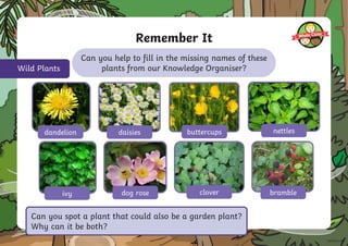 Can you help to fill in the missing names of these
plants from our Knowledge Organiser?
Remember It
Wild Plants
x nettles
dog rose
dandelion daisies buttercups
ivy clover bramble
Can you spot a plant that could also be a garden plant?
Why can it be both?
 