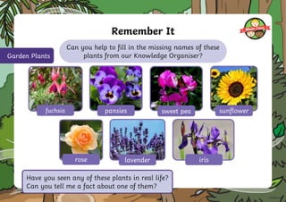 Remember It
Can you help to fill in the missing names of these
plants from our Knowledge Organiser?
Garden Plants
fuchsia pansies sweet pea sunflower
rose lavender iris
Have you seen any of these plants in real life?
Can you tell me a fact about one of them?
 