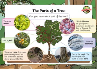 The Parts of a Tree
Can you name each part of the tree?
These are roots. Tree roots
grow underground, but
can sometimes be seen
above ground like this.
This is blossom.
In spring some
deciduous plants have
lots of flowers. We
call this blossom.
These are
leaves.
This is fruit.
This is the trunk. The
outside part of a
trunk is called bark.
These are
branches.
 